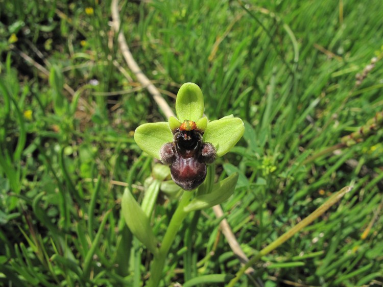Ophrys bombyliflora